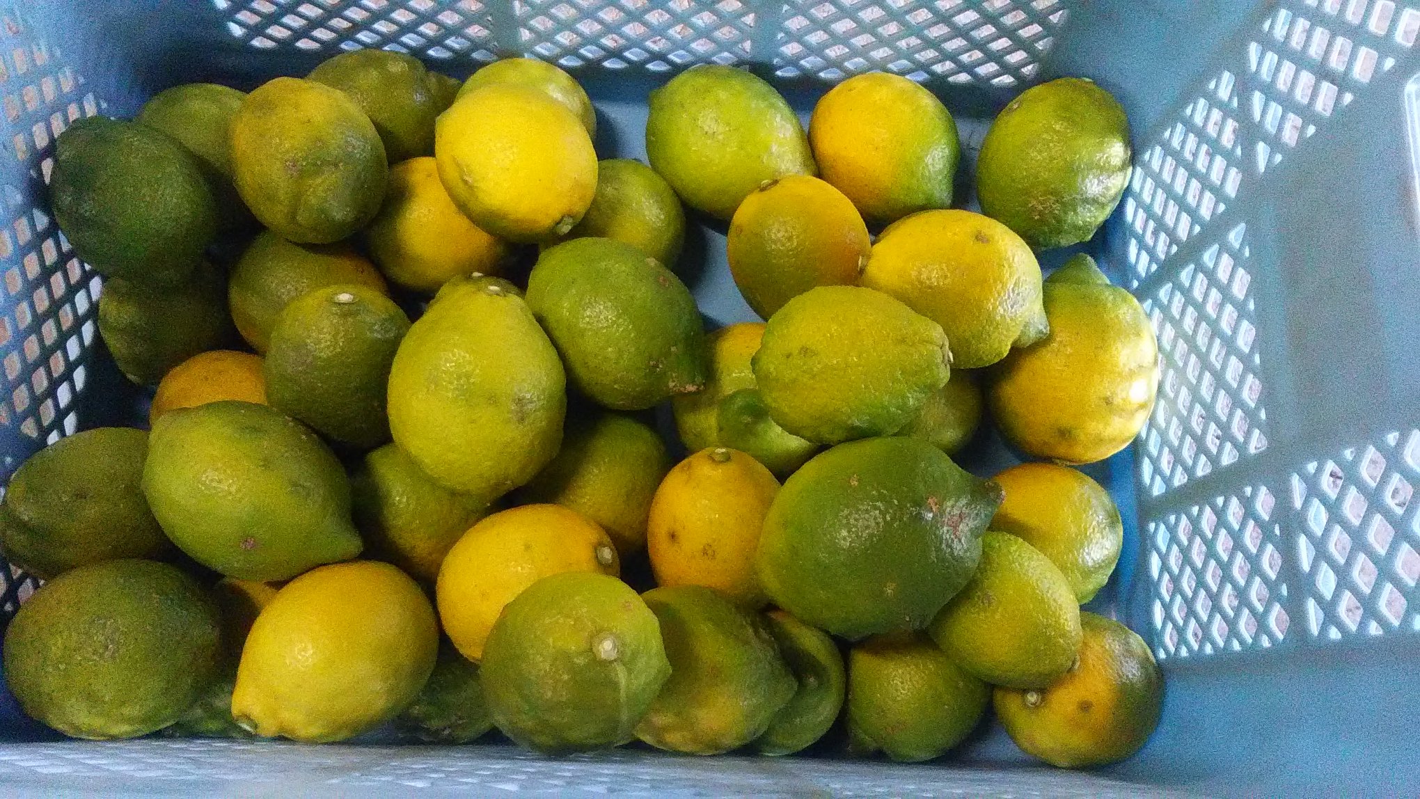 小田原の無農薬レモン 早生みかん 収穫の秋