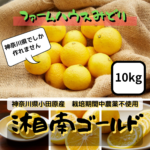 湘南ゴールド 10kg